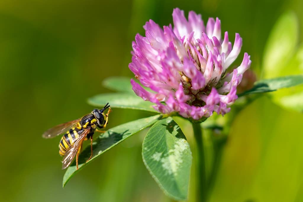 Chrysotoxum Cautum, grote fopwesp