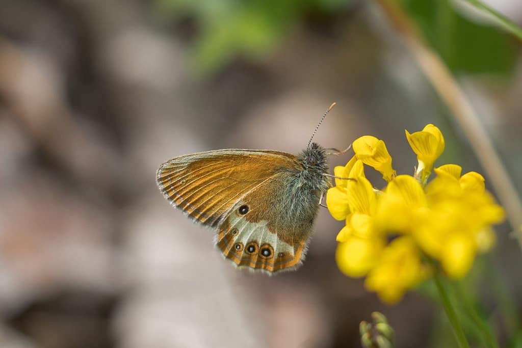 Coenonympha arcania, Tweekleurig hooibeestje