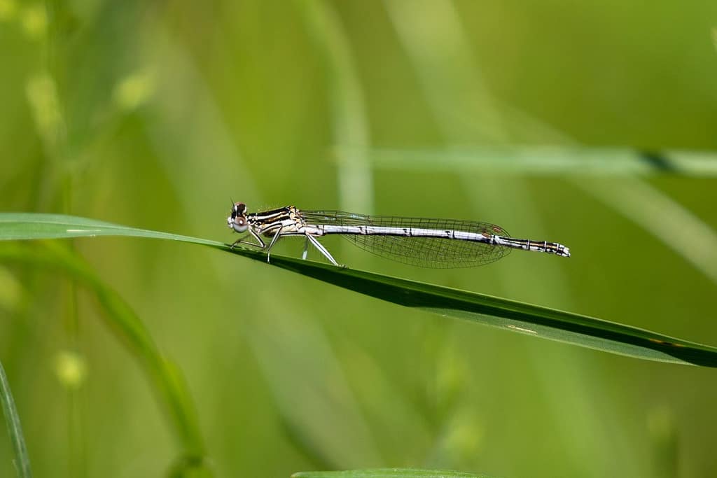 Platycnemis pennipes, Blauwe breedscheenjuffer