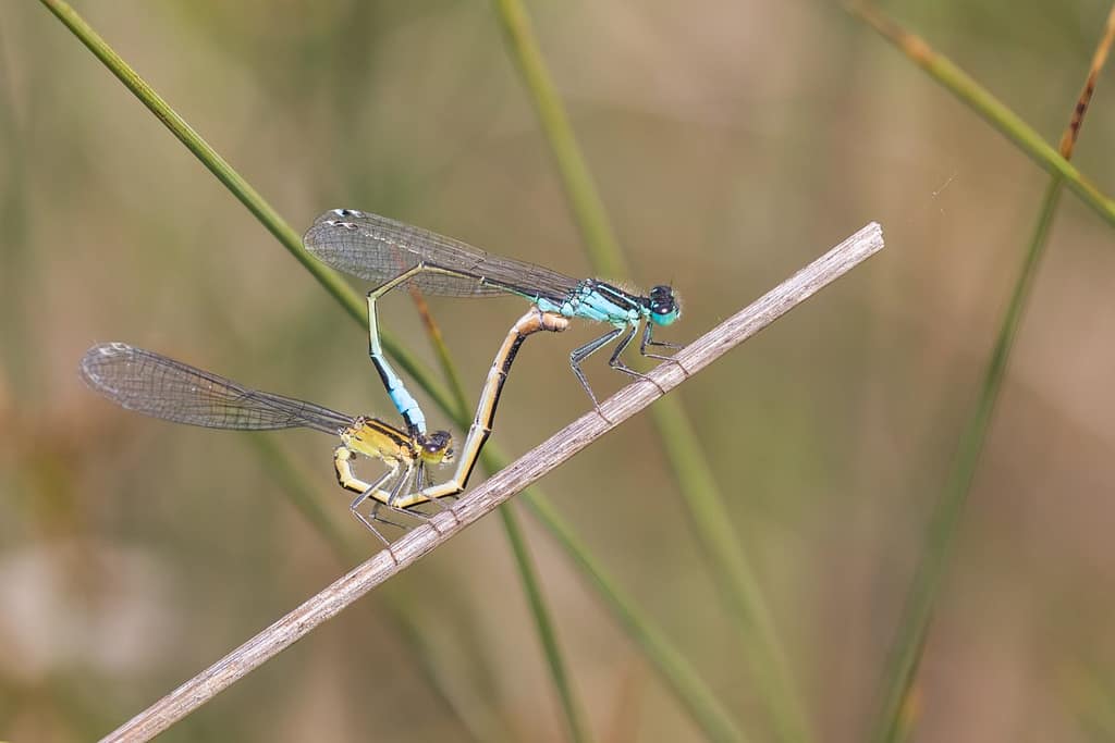 Ischnura elegans, Lantaarntje