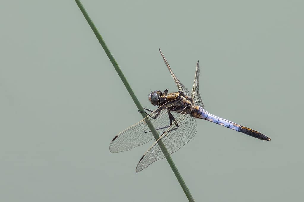 Orthetrum cancellatum, Gewone oeverlibel