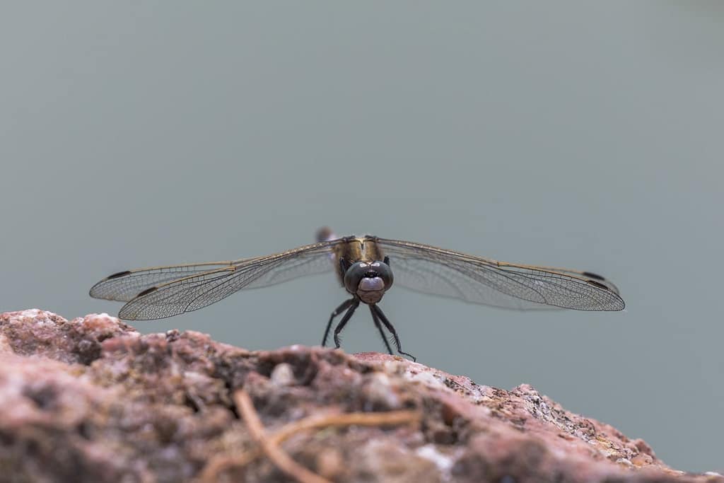 Orthetrum cancellatum, Gewone oeverlibel