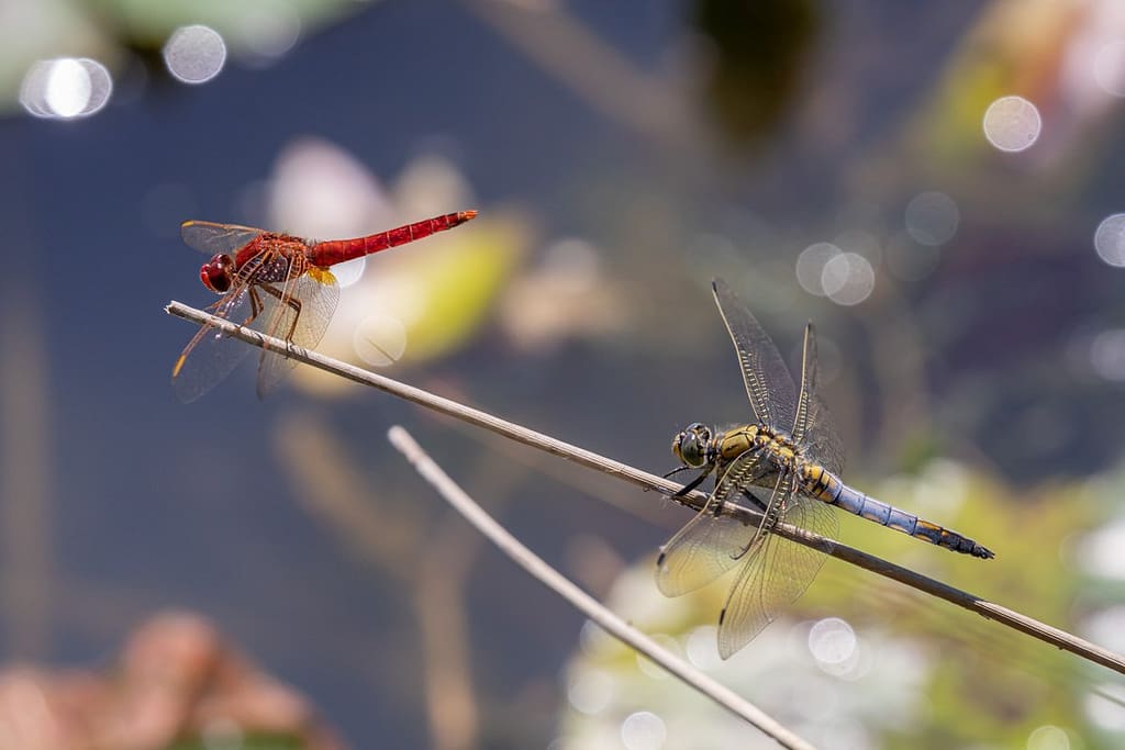 Crocothemis erythraea, Vuurlibel en Orthretrum cancellatum, Gewone oeverlibel
