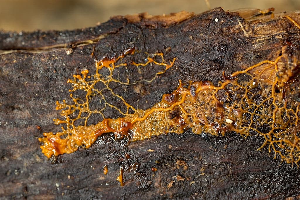 Slijmzwam in plasmodiale vorm