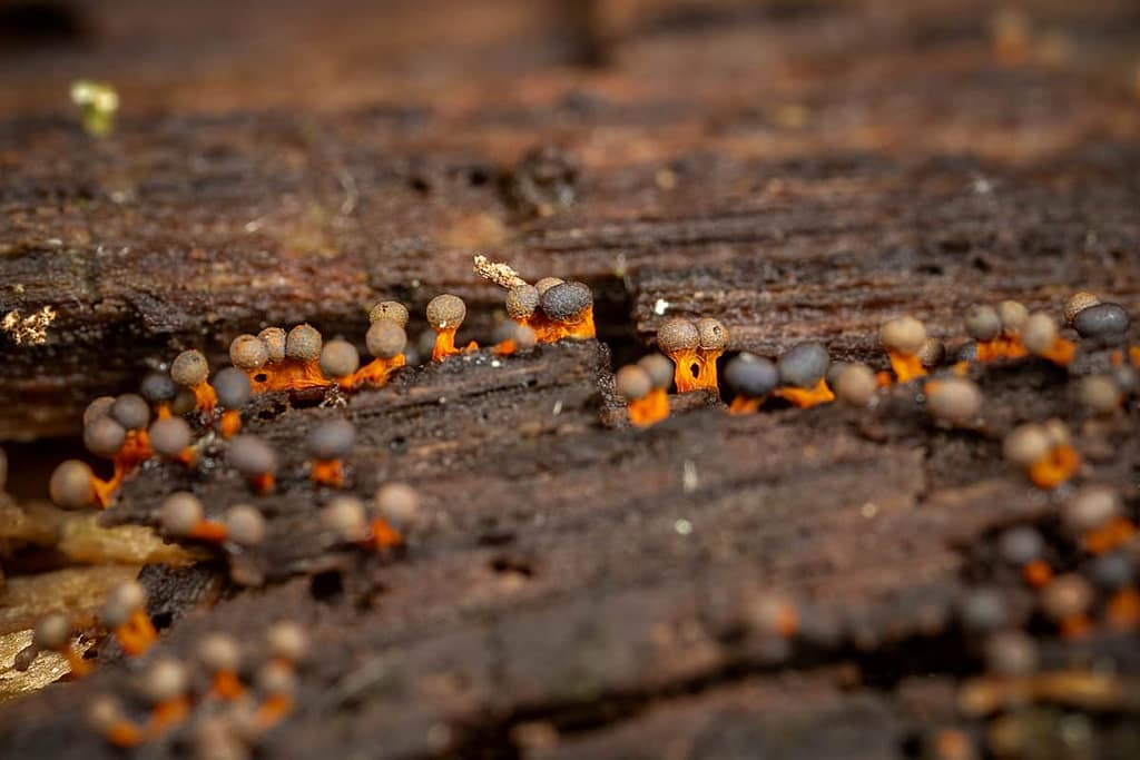 Physarum psittacinum, Oranjesteelkalkkopje
