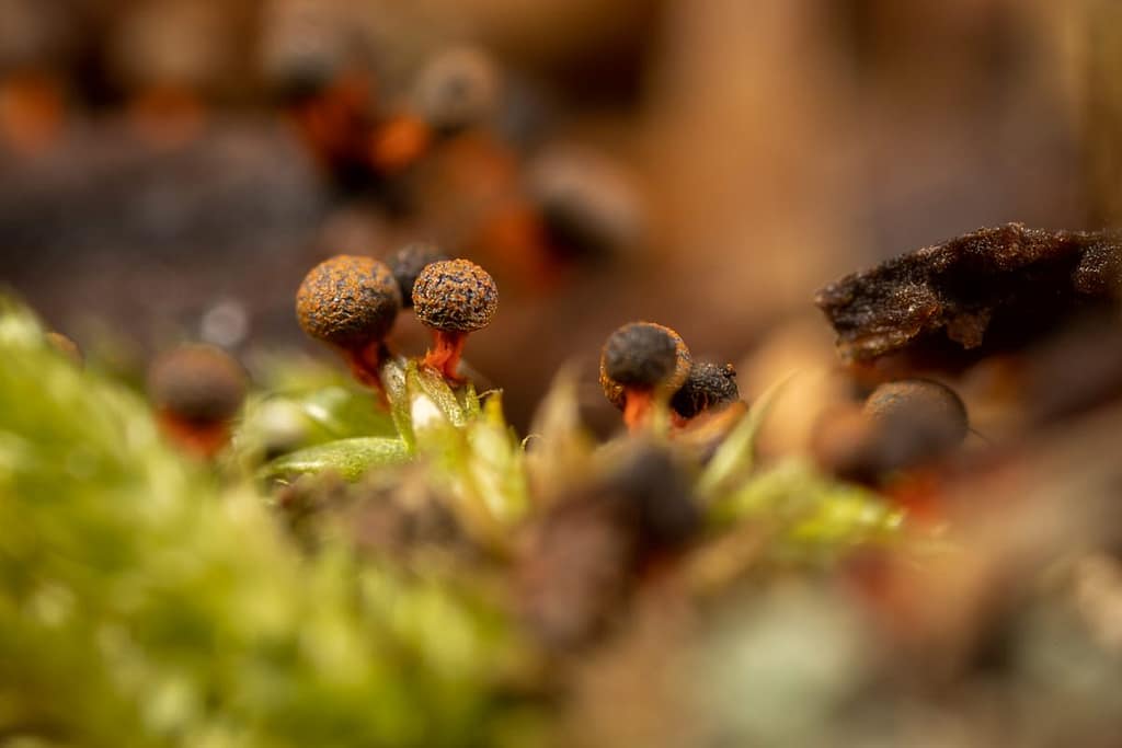 Physarum psittacinum, Oranjesteelkalkkopje