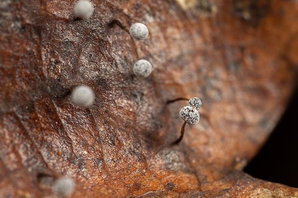 Didymium nigripes of Zwartstelig kristalkopje