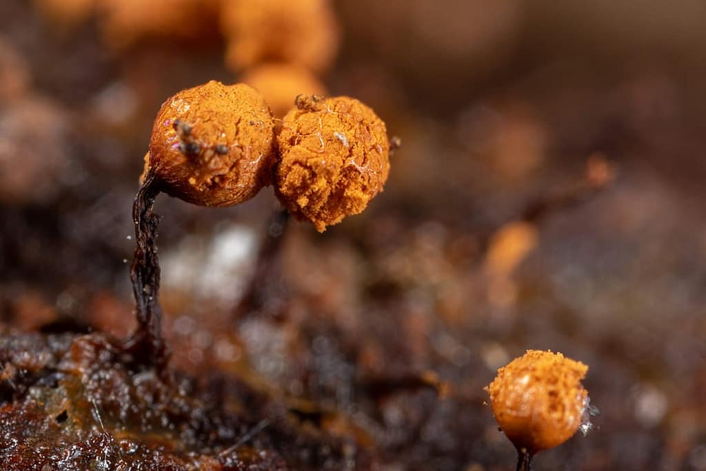 Cribraria rufa of Wijdmazig lantaarntje