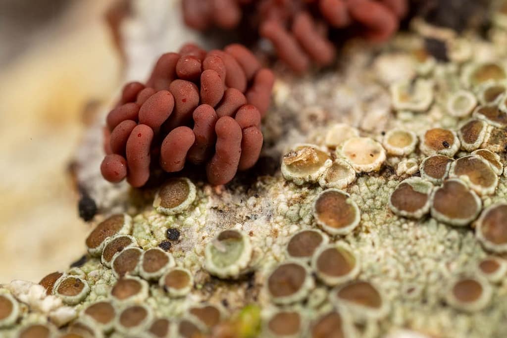 Arcyria incarnata, grootmazig netwatje