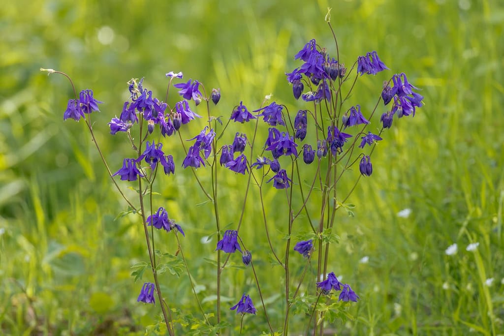 Aquilegia vulgaris, Wilde akelei