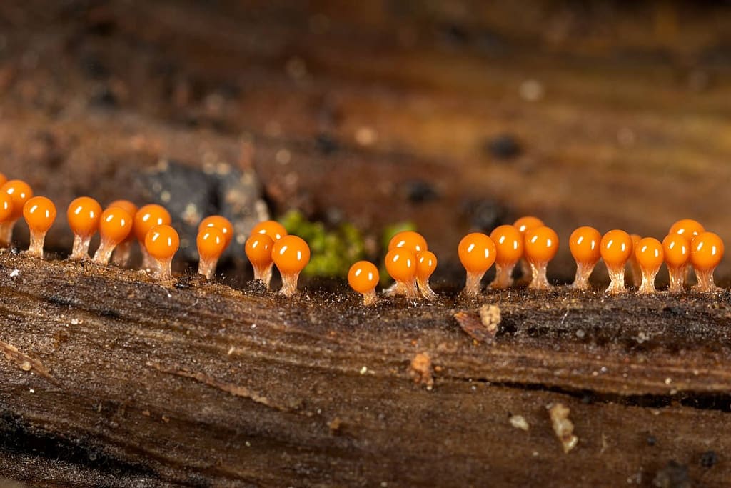Trichia Dicipiens, Peervormig draadwatje