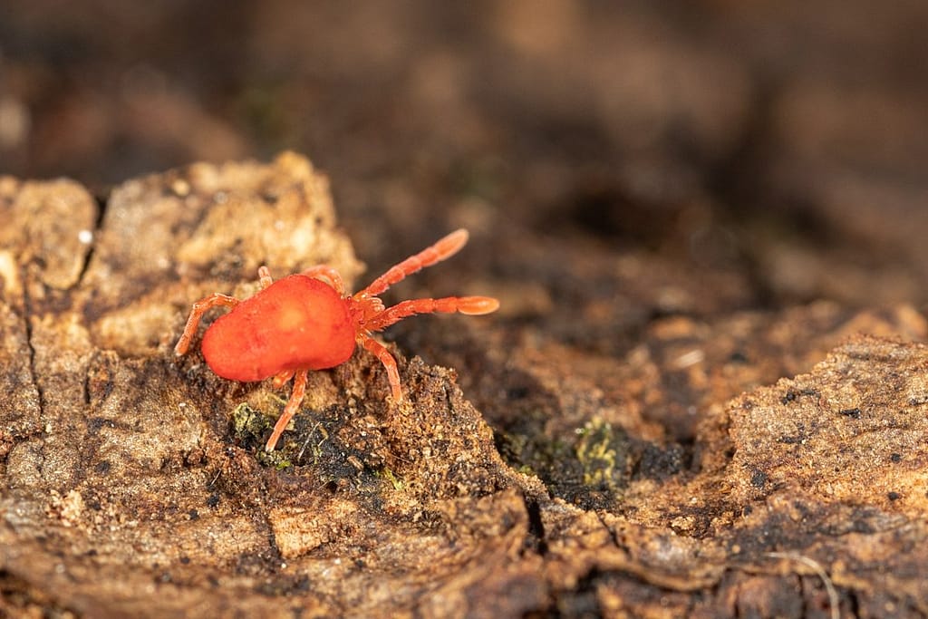 Trombidium holosericeum, Fluweelmijt