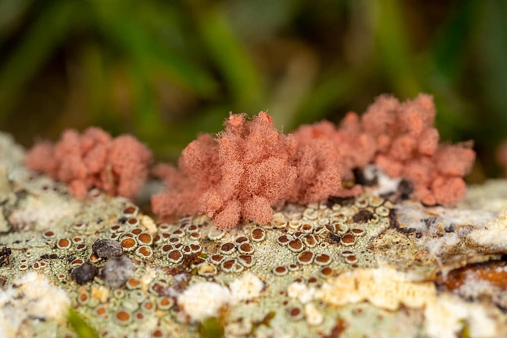 Arcyria incarnata, grootmazig netwatje