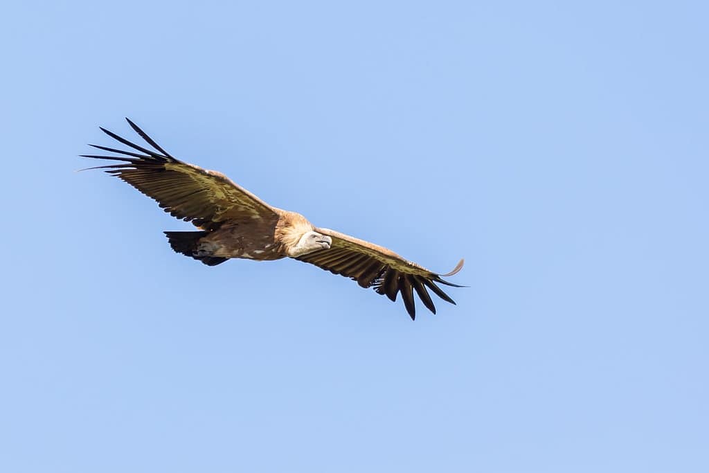 Gyps fulvus, Vale gier