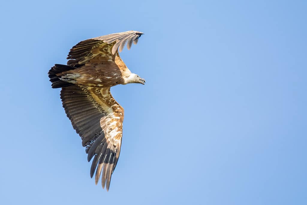 Gyps fulvus, Vale gier