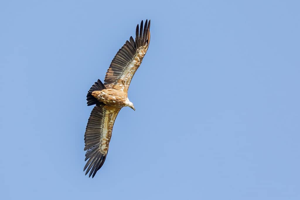 Gyps fulvus, Vale gier