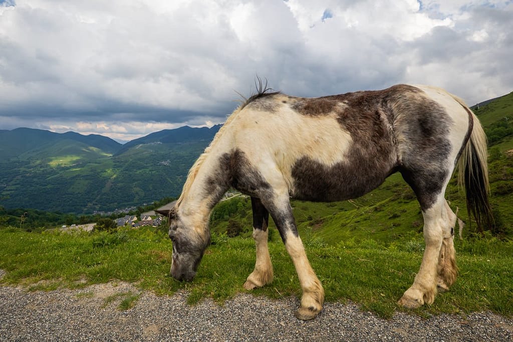 Paard op de Col d'Azet