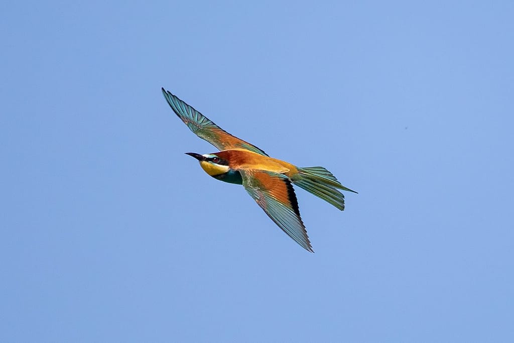 Merops apiaster, Bijeneter