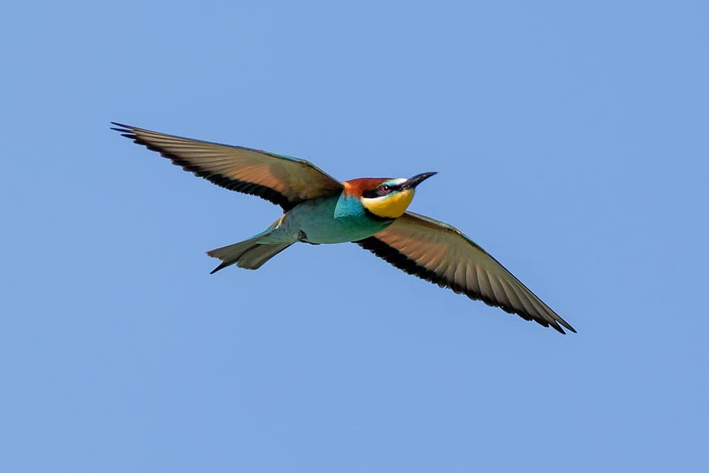 Merops apiaster, Bijeneter