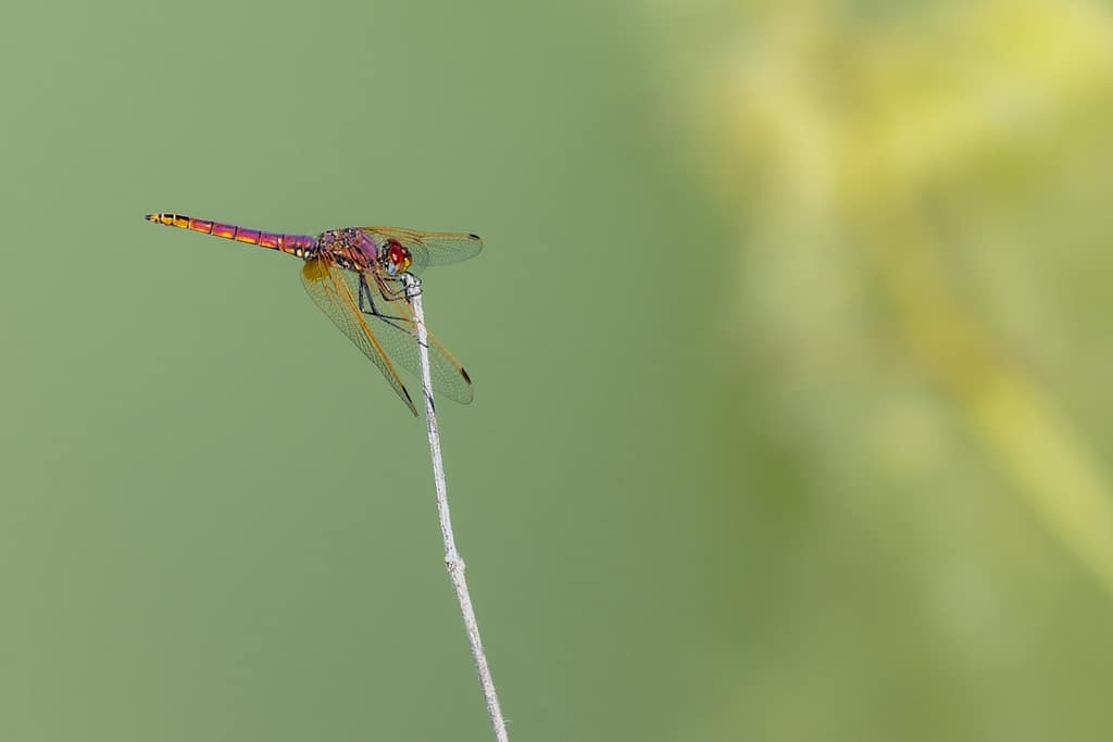 Trithemis annulata, Purperlibel