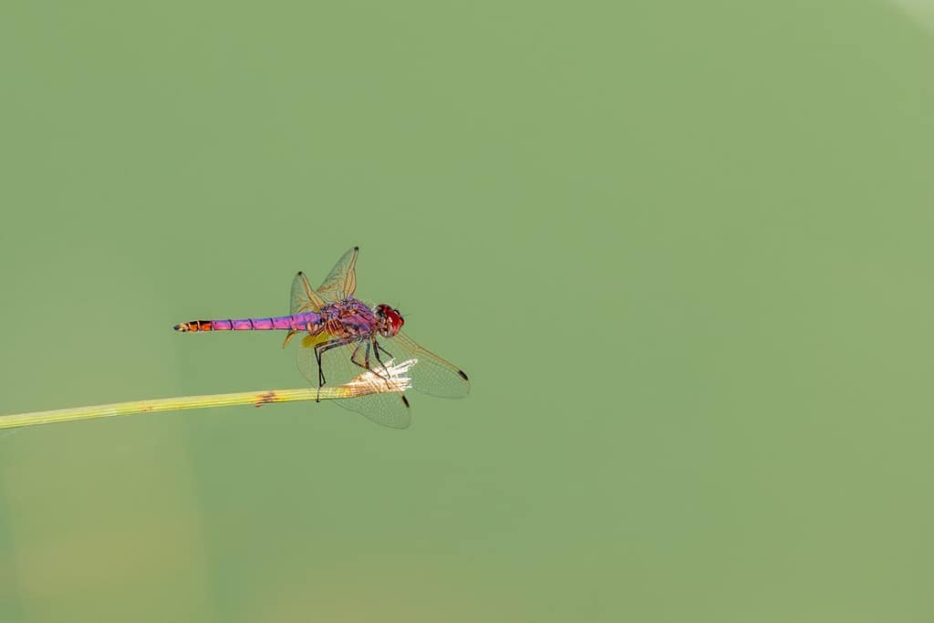 Trithemis annulata, Purperlibel