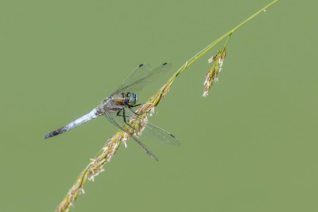 Orthetrum cancellatum, Gewone oeverlibel