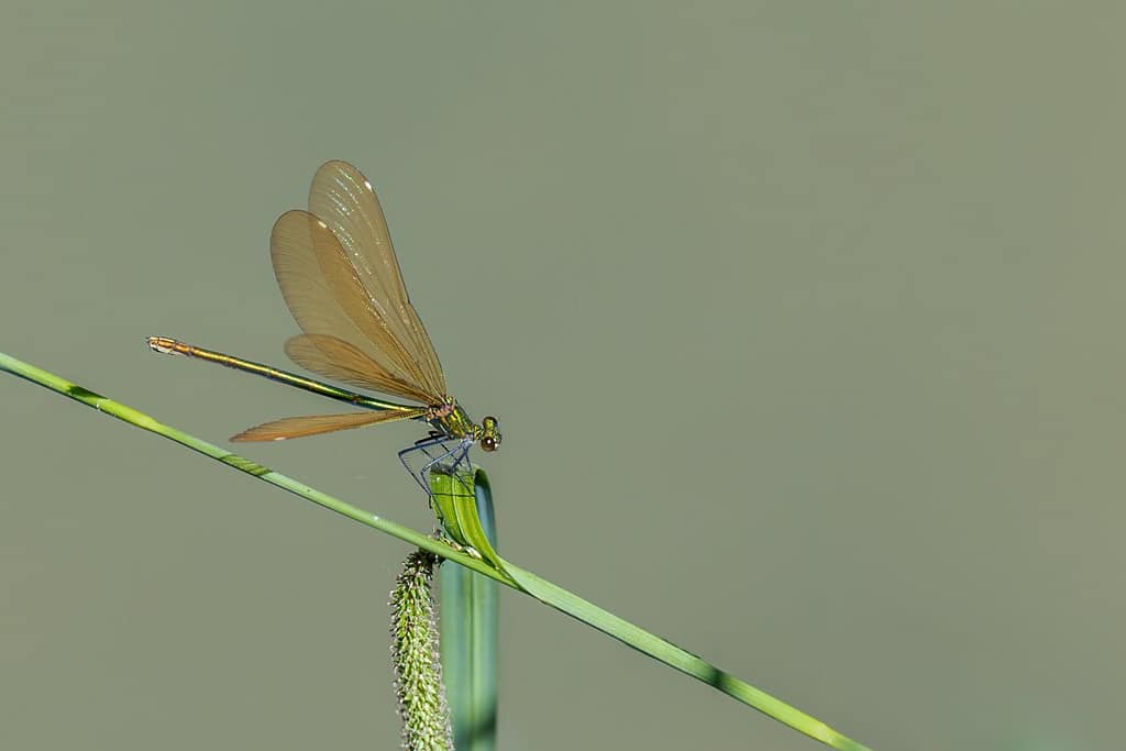 Calopteryx virgo, Bosbeekjuffer