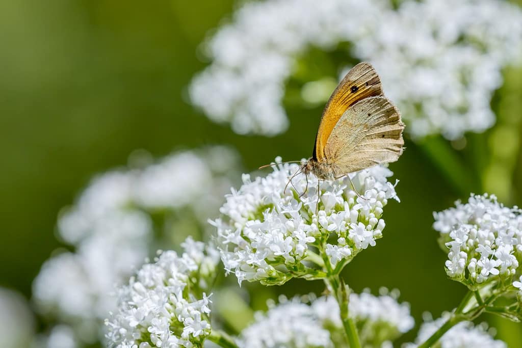 Maniola jurtina, Bruin zandoogje