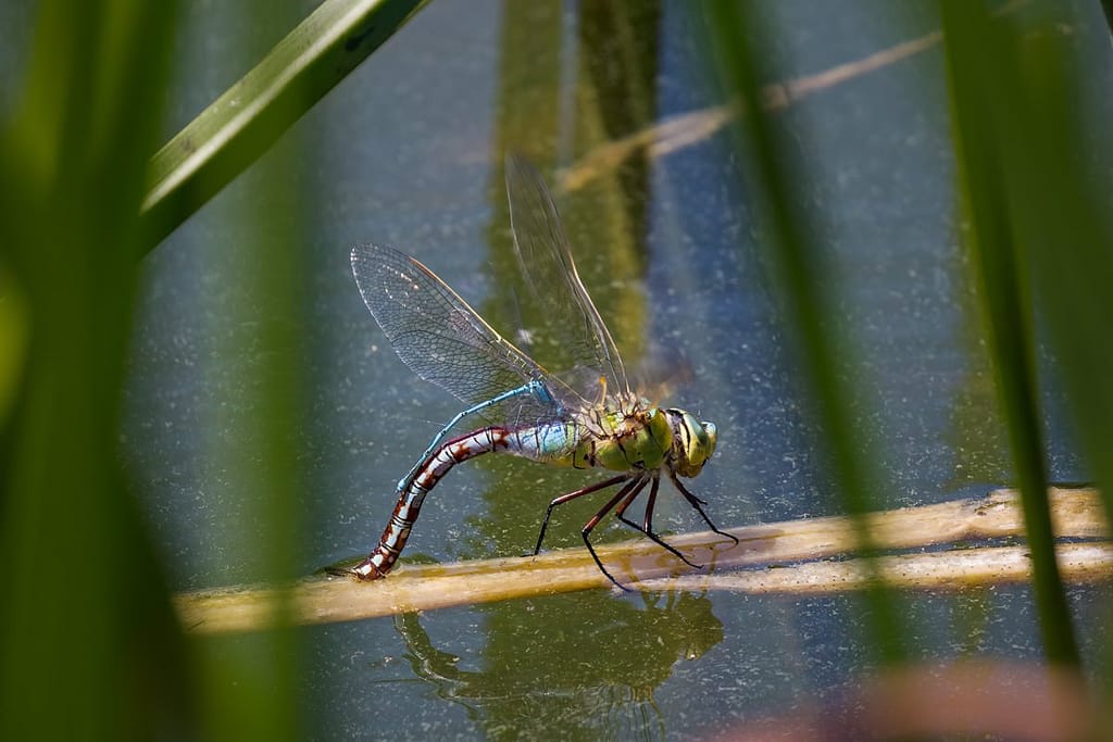 Anax imperator, Grote keizelibel