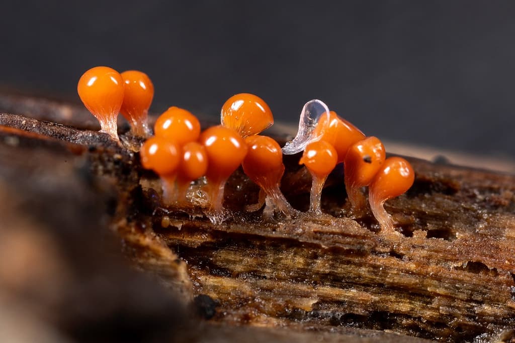 Trichia decipiens var. olivacea, Peervormig draadwatje