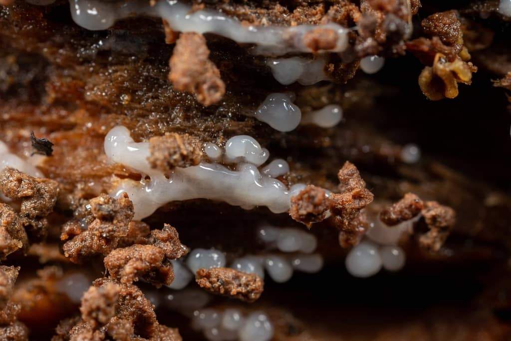 Ceratiomyxa Fruticulosa, Gewoon ijsvingertje