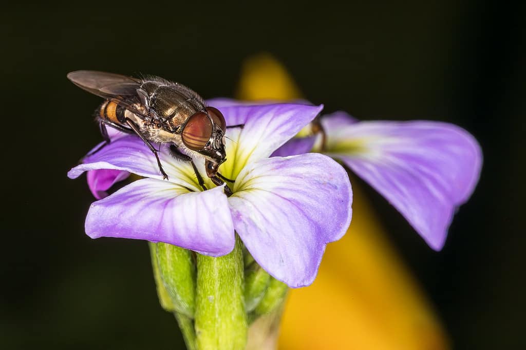 Stomorhina lunata, Sprinkhaanvlieg