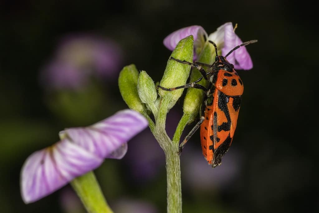 Eurydema ornata, Sierlijke schildwants