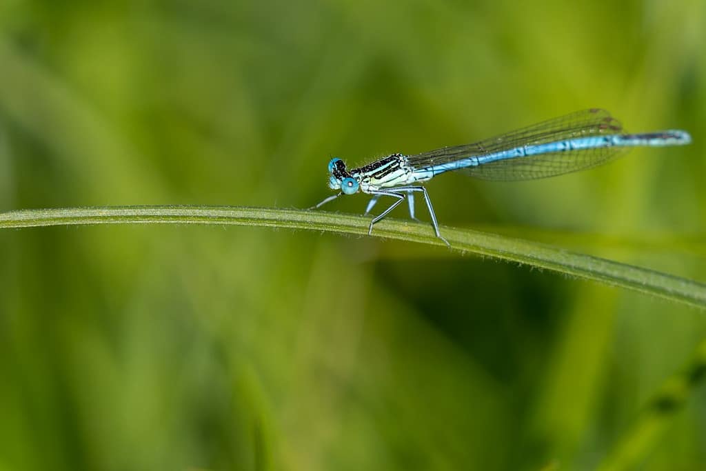 Platycnemis pennipes, Blauwe breedscheenjuffer