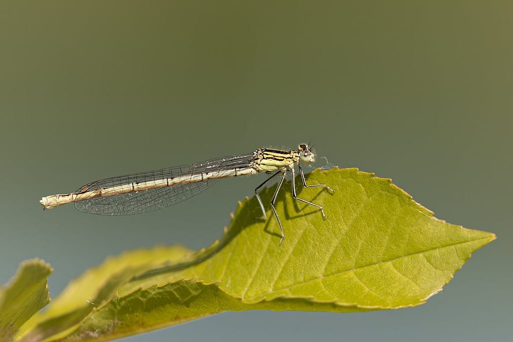 Platycnemis pennipes, Blauwe breedscheenjuffer