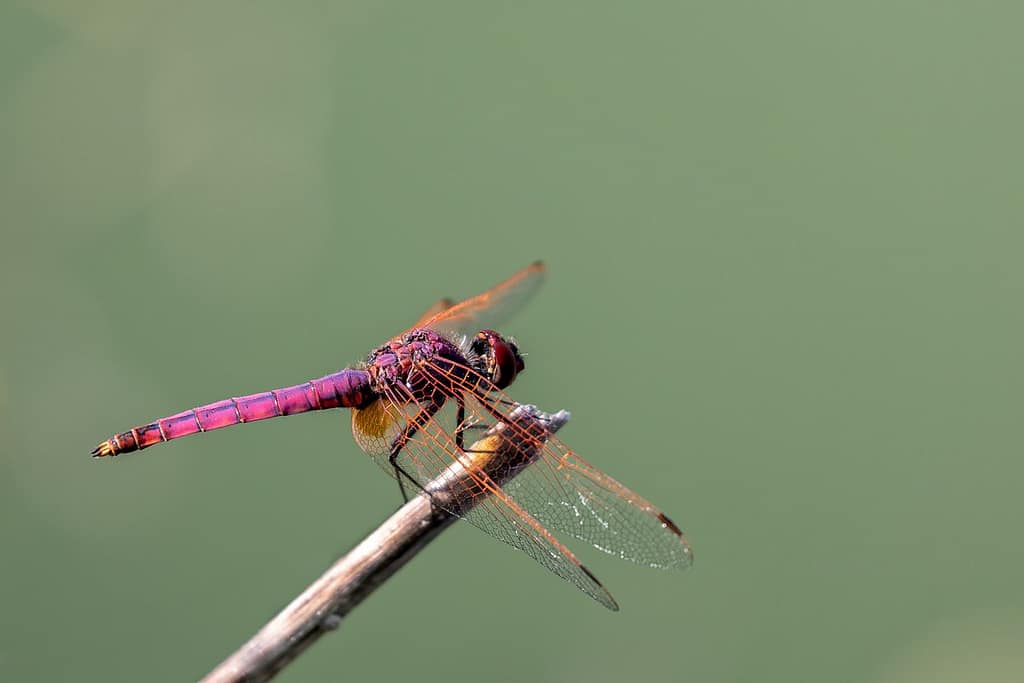 Trithemis annulata, Purperlibel