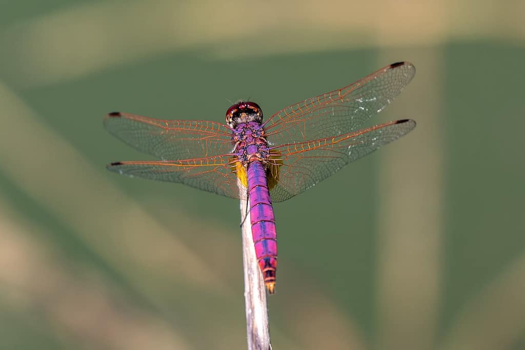 Trithemis annulata, Purperlibel