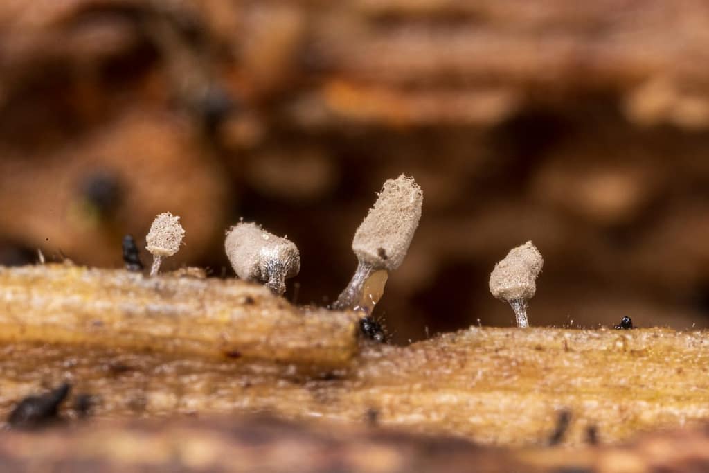 Arcyria cinerea, Asgrauw netwatje