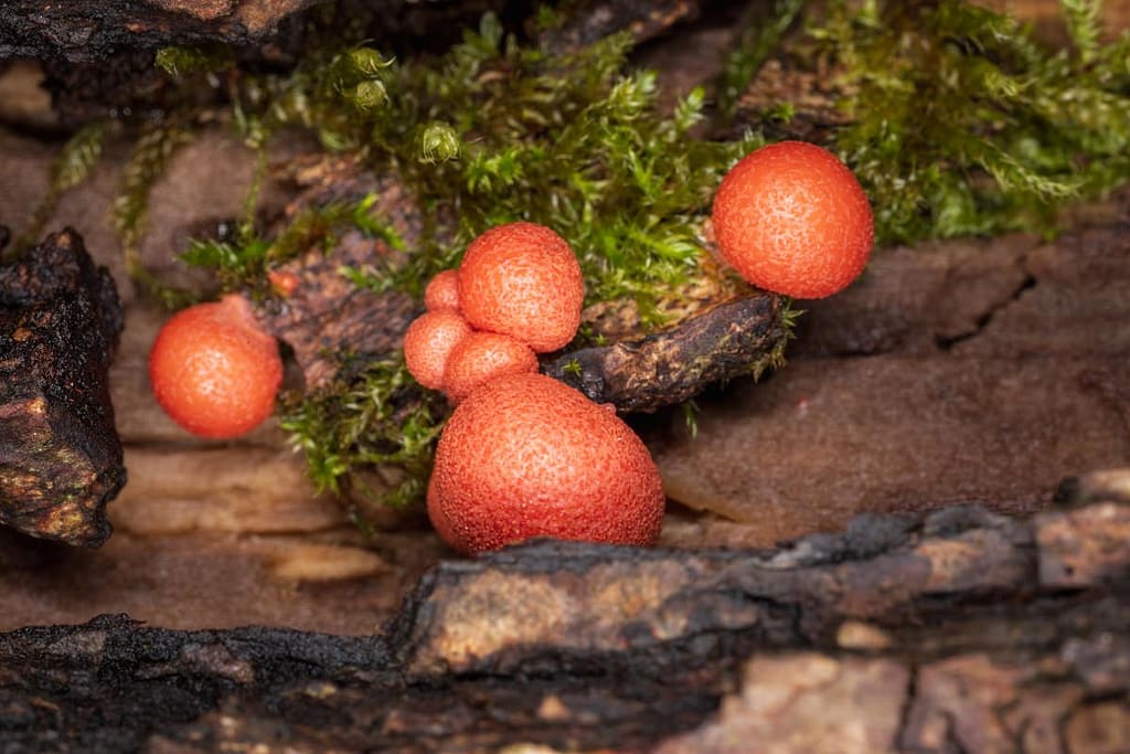 Lycogala epidendrum, Gewone boomwrat