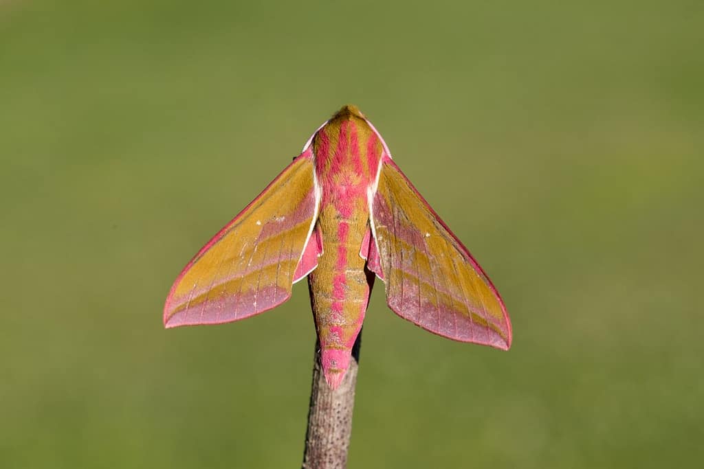 Deilephila elpenor, Groot avondrood