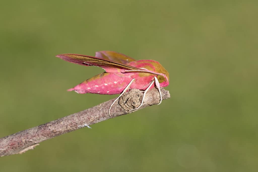 Deilephila elpenor, Groot avondrood