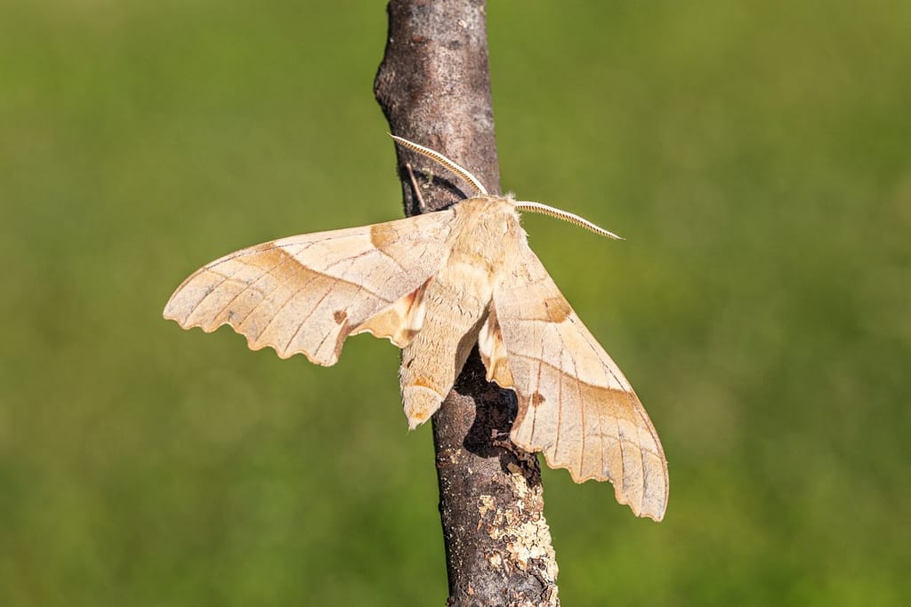Marumba quercus, Eikenpijlstaart