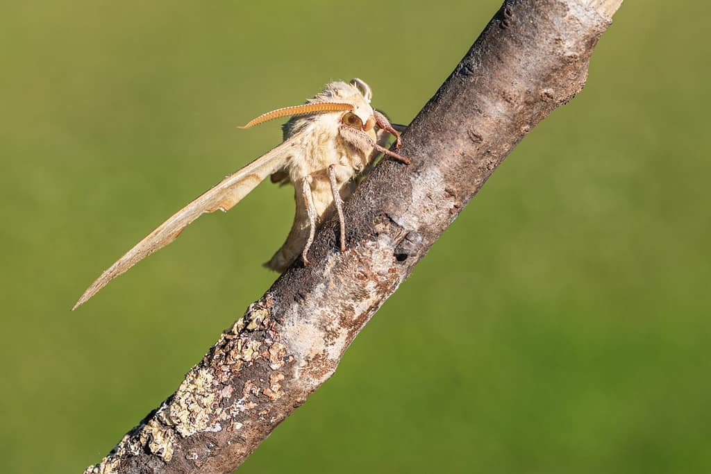 Marumba quercus, Eikenpijlstaart