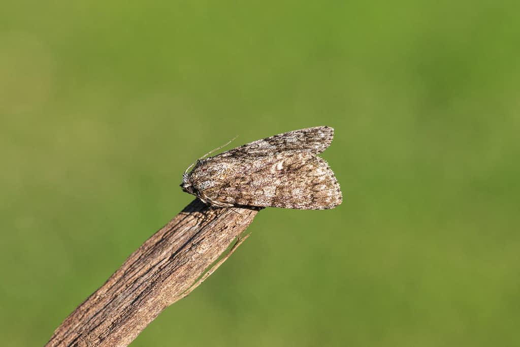 Acronicta rumicis,Zuringuil