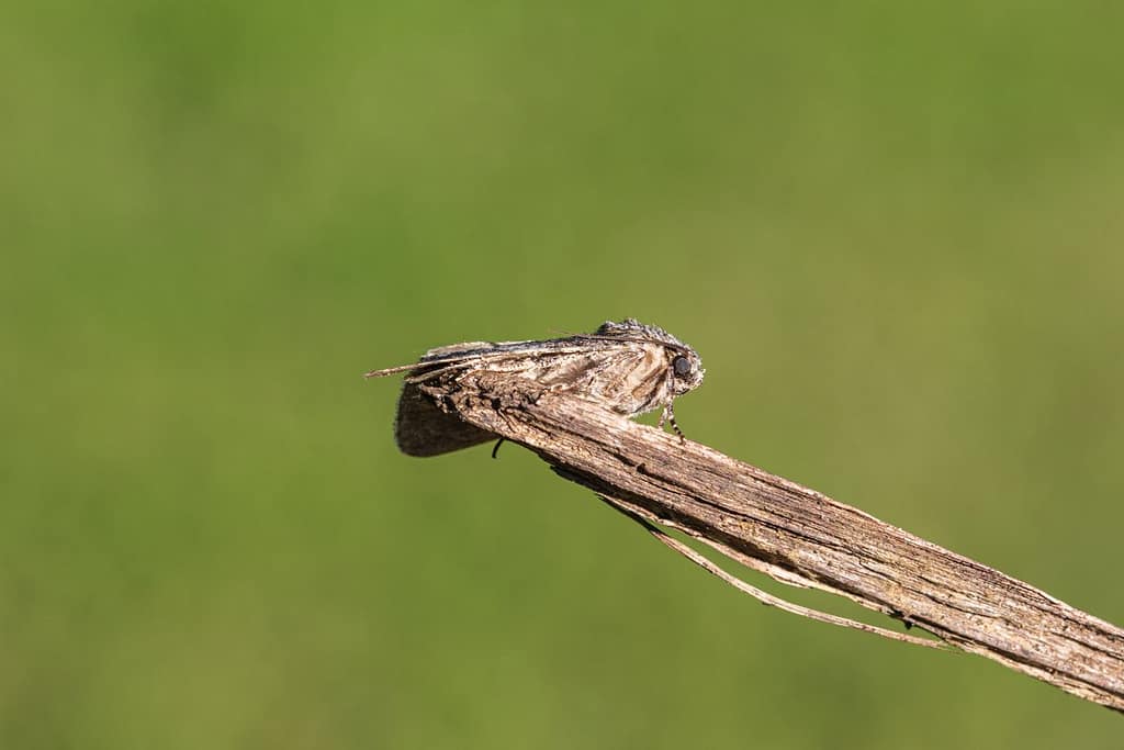 Acronicta rumicis,Zuringuil