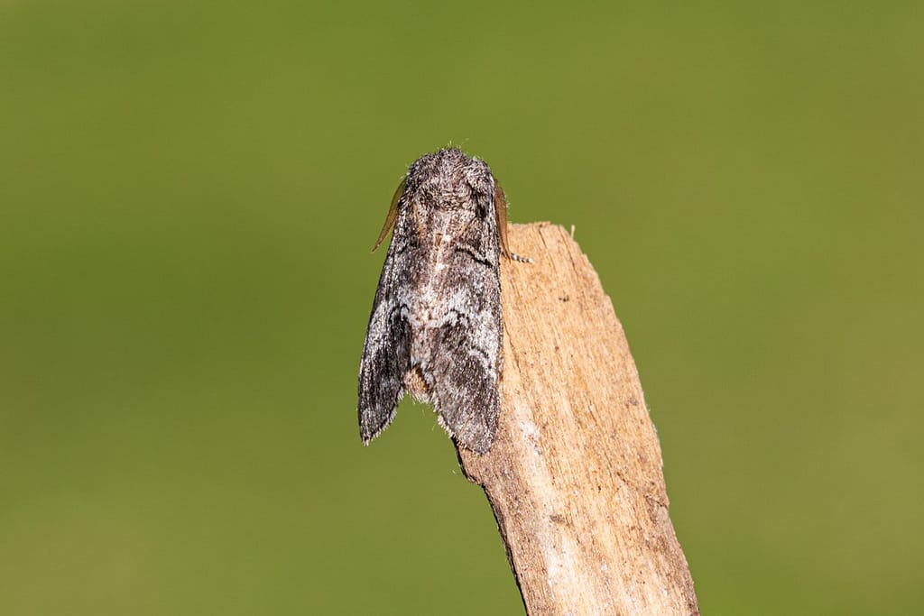 Drymonia querna, Witlijntandvlinder