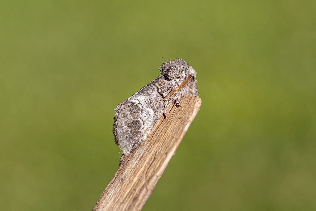 Drymonia querna, Witlijntandvlinder