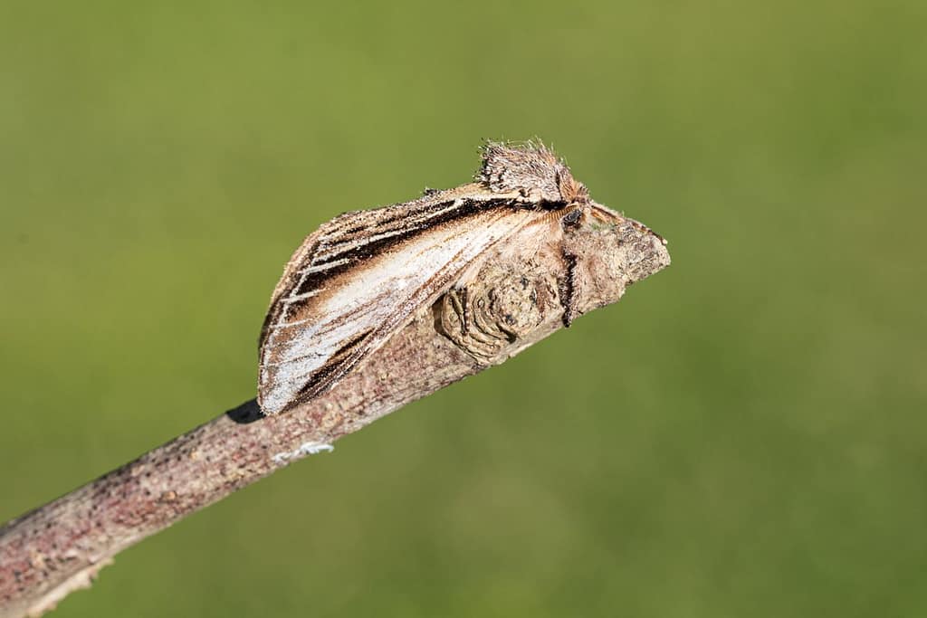 Pheosia tremula, Branvlerkvlinder