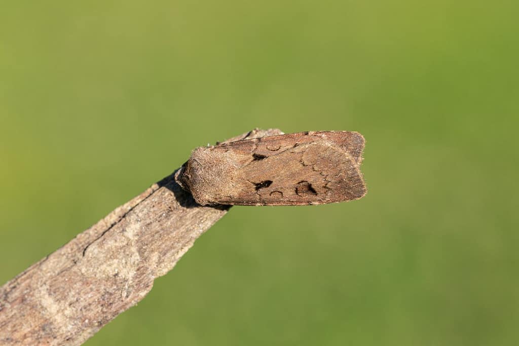 Agrotis exclamationis, Gewone worteluil