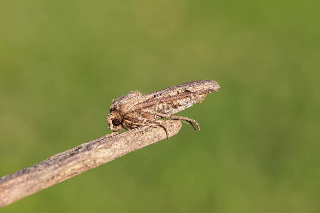 Agrotis exclamationis, Gewone worteluil